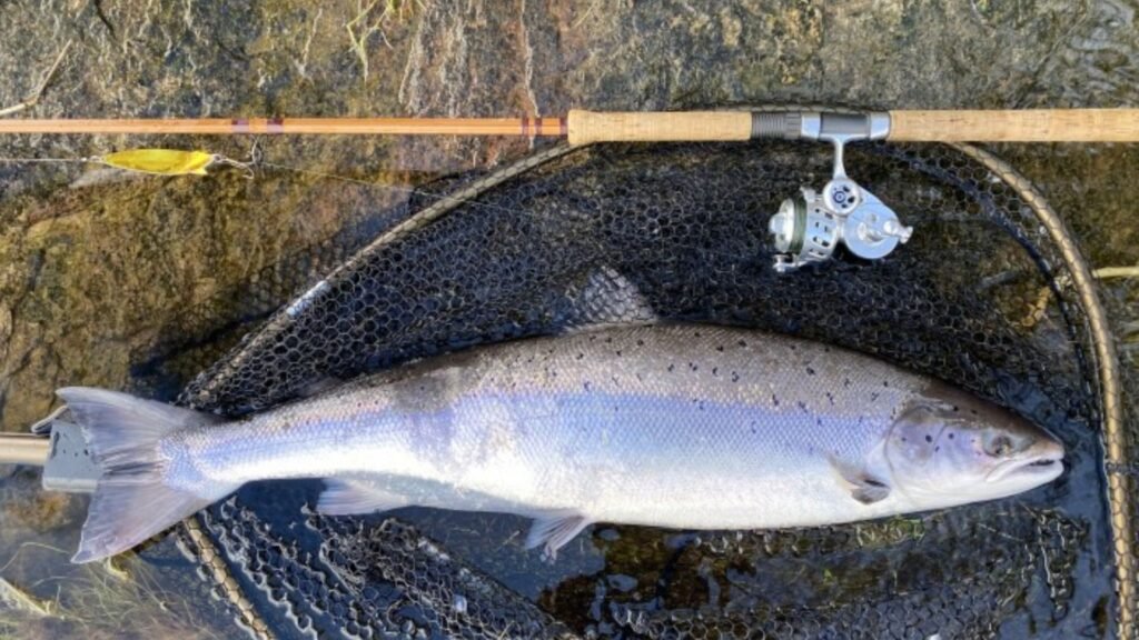 Fishing with a Salmon Fly in Freshwater Rivers