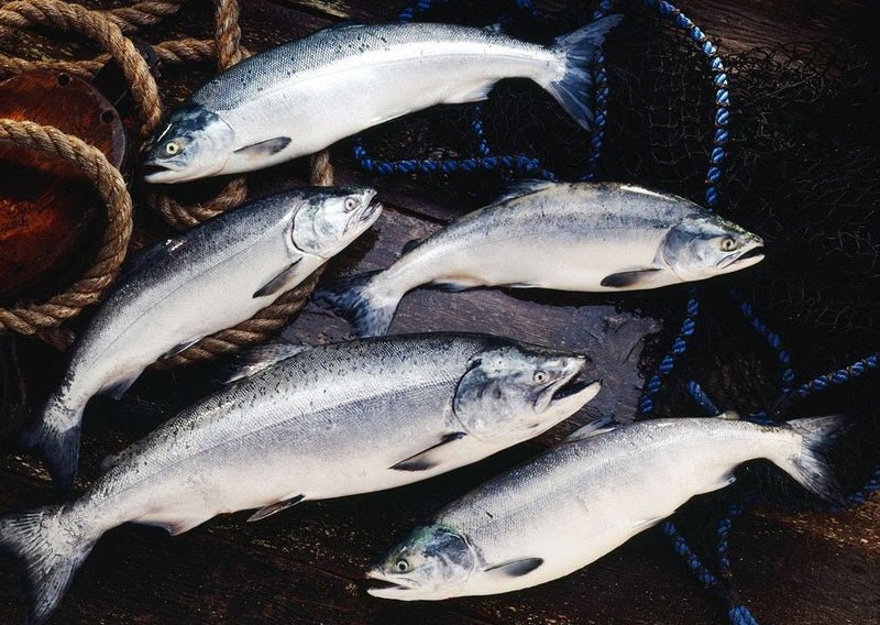 Salmon Species