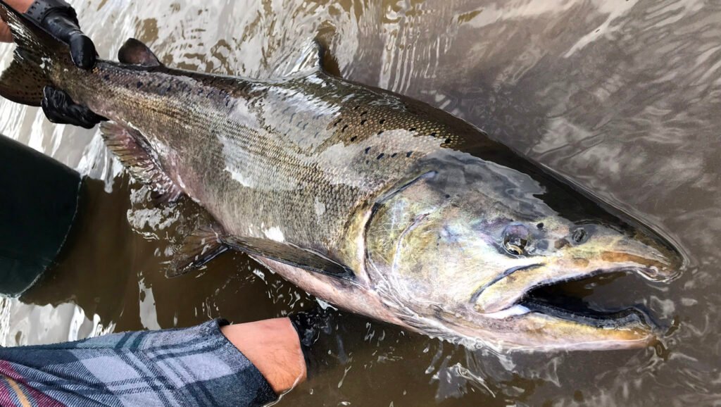 Salmon fish spotted in the river