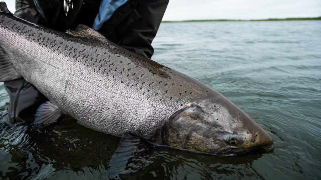 Ways to Identify Productive Salmon Fly Fishing Spots