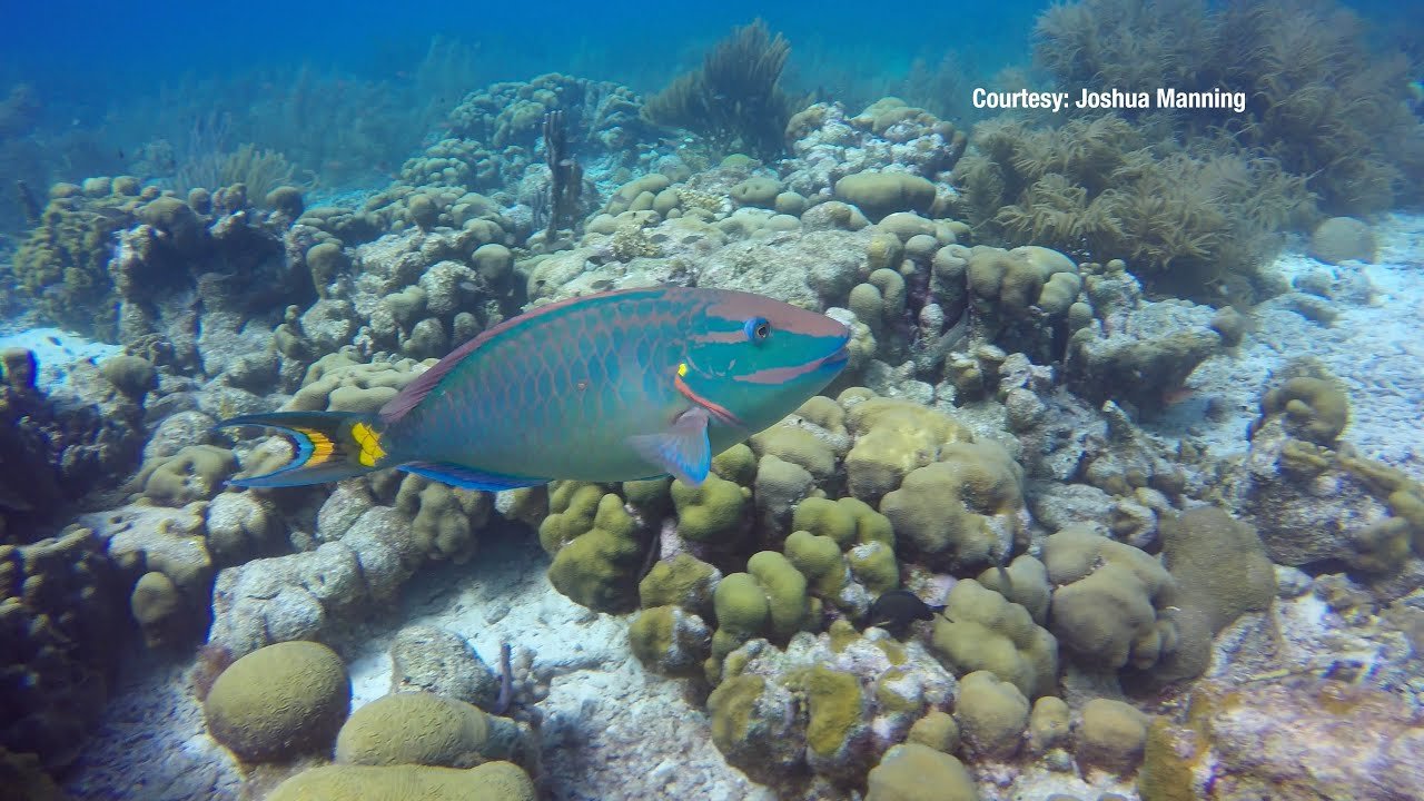 Princess Parrotfish and Coral Health