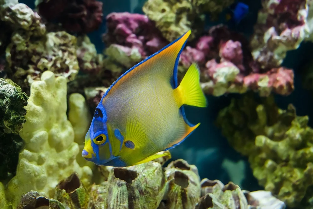 Threats to Queen Angelfish in the Wild