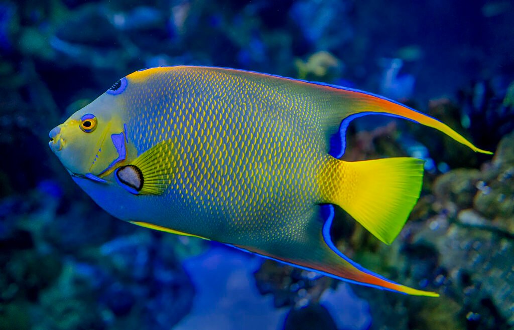 Queen Angelfish: The Ocean’s Royal Beauty